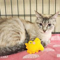 Enlarge COCO, an adopted mixed breed in Henderson, NV image 1/1