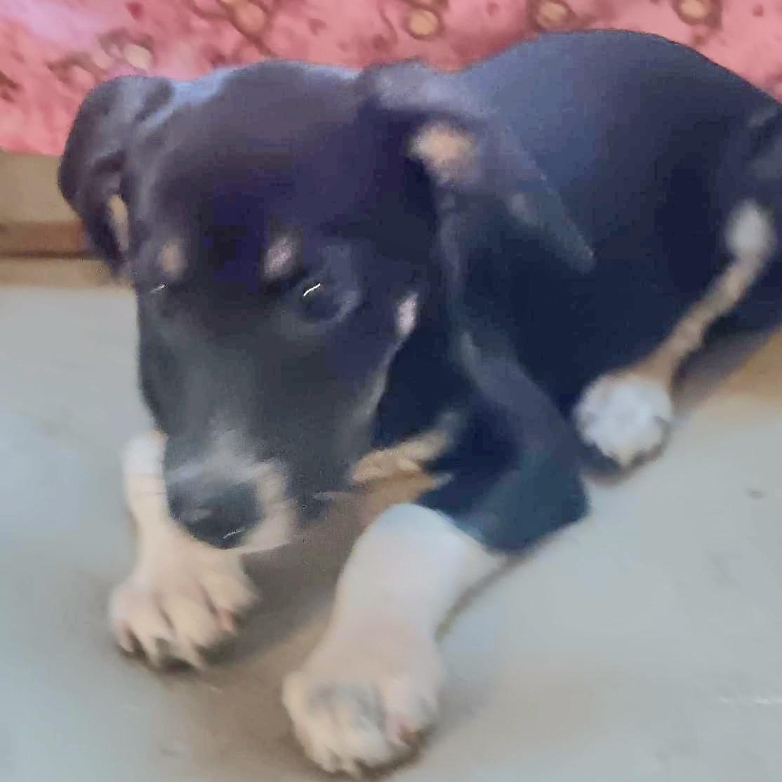 GABI SKYE "In NY to meet & greet!", Adoptable, Puppy Female Labrador Retriever & Black Mouth Cur.
