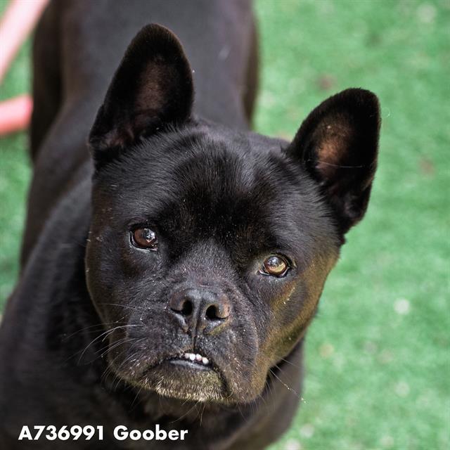 Enlarge GOOBER, a Adoptable Terrier in Sacramento, CA image 1/1