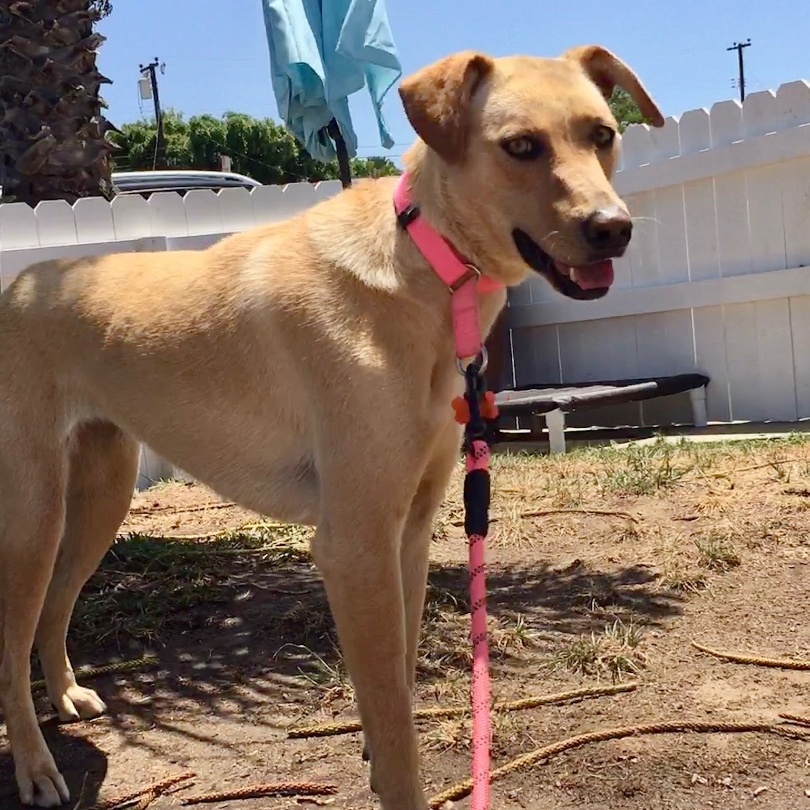 Enlarge Electra *Courtesy Post*, a Adoptable mixed breed in Newport Beach, CA image 3/4