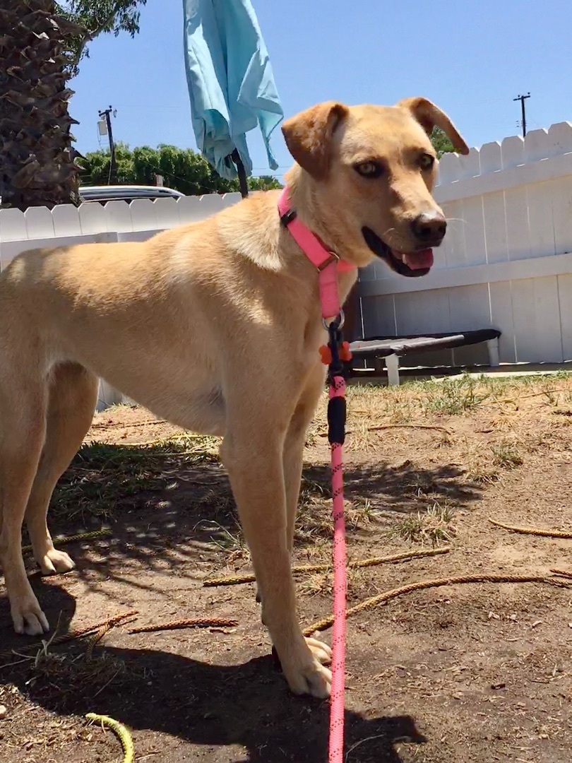 Electra *Courtesy Post*, a Adoptable mixed breed in Newport Beach, CA image 1/8