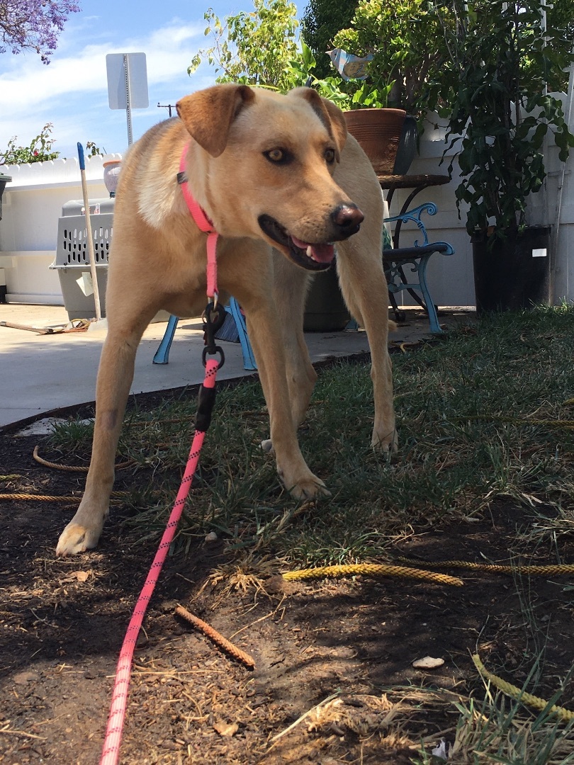 Electra *Courtesy Post*, a Adoptable mixed breed in Newport Beach, CA image 2/8