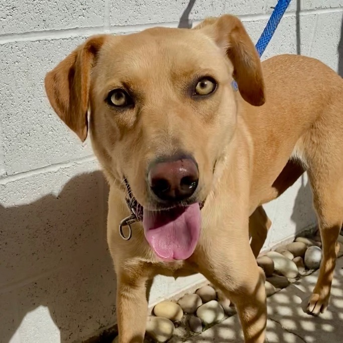 Electra *Courtesy Post*, Adoptable, Adult Female Labrador Retriever.