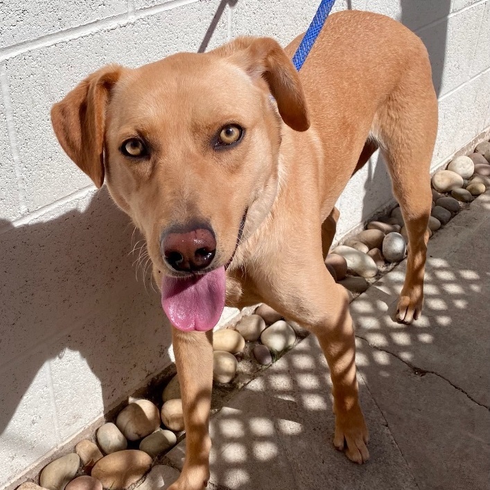 Enlarge Electra *Courtesy Post*, a Adoptable mixed breed in Newport Beach, CA image 2/4