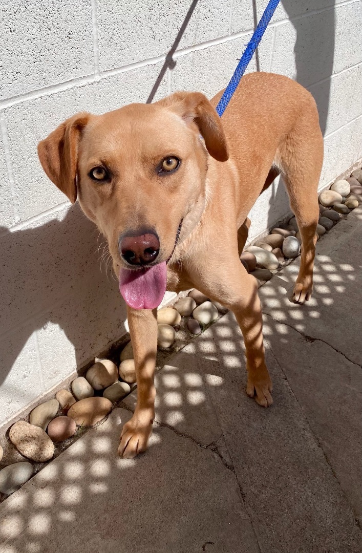 Electra *Courtesy Post*, a Adoptable mixed breed in Newport Beach, CA image 4/8