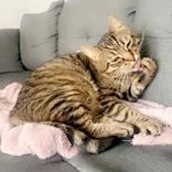 Gustavo, ADOPTABLE, Adult Male Domestic Short Hair.