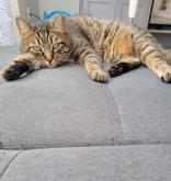 Enlarge Gustavo, a ADOPTABLE mixed breed in Richmond Hill, ON image 4/6