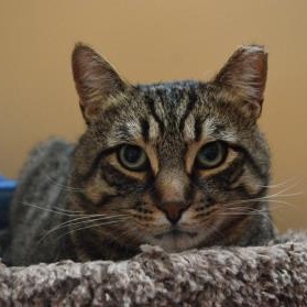 Enlarge Gustavo, a ADOPTABLE mixed breed in Richmond Hill, ON image 2/6