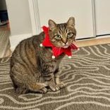 Enlarge Gustavo, a ADOPTABLE mixed breed in Richmond Hill, ON image 5/6