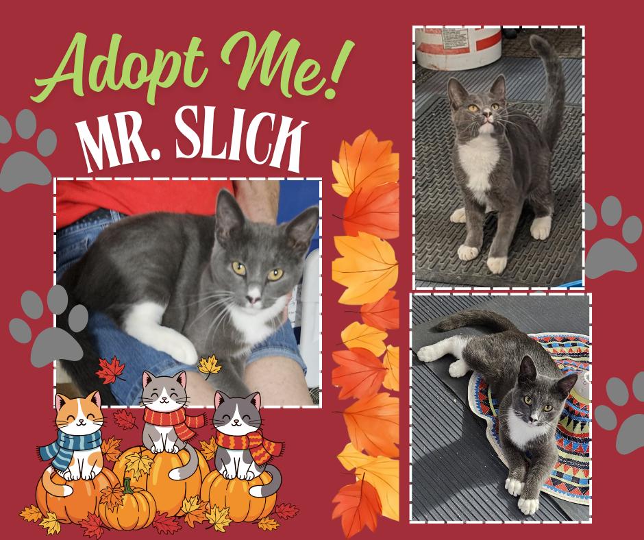 Mr. Slick, Adoptable, Young Male American Shorthair.