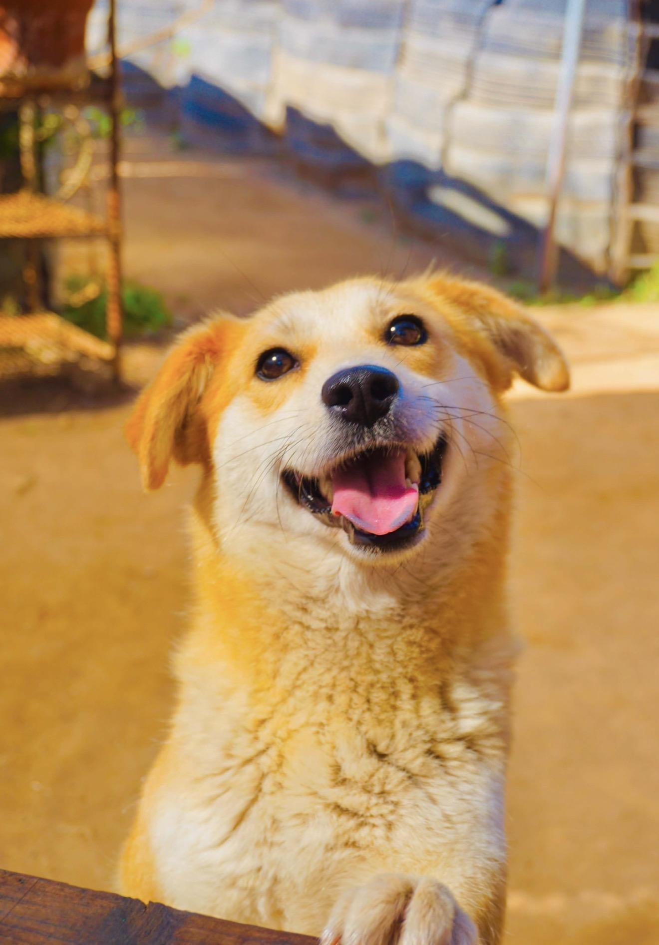 Trixie, a Adoptable mixed breed in San Diego, CA image 1/2