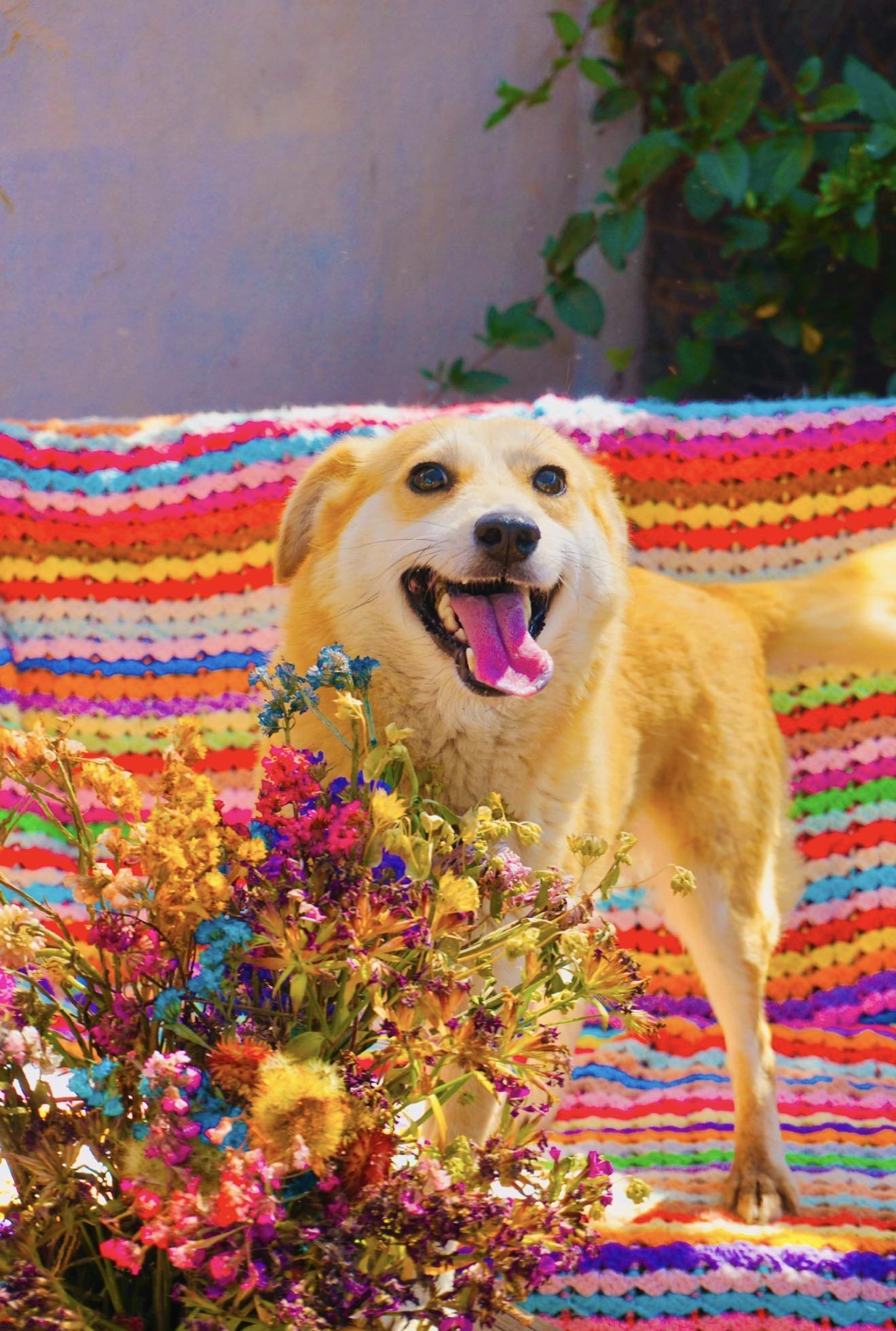 Trixie, a Adoptable mixed breed in San Diego, CA image 2/2