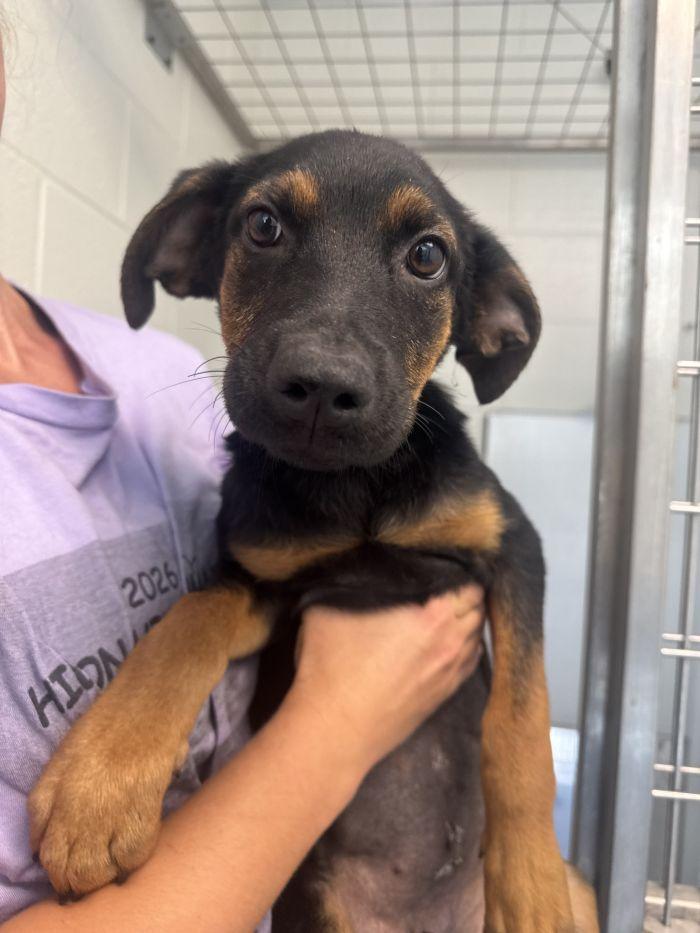 Stella, Adoptable, Young Female Shepherd.