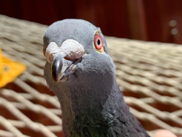 Pidgy w/Beanie, Adoptable, Adult Male Pigeon.
