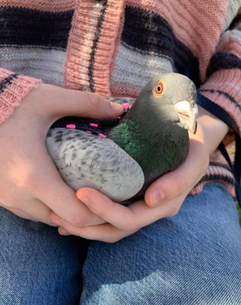 Enlarge Pidgy w/Beanie, a Adoptable Pigeon in San Francisco, CA image 2/2