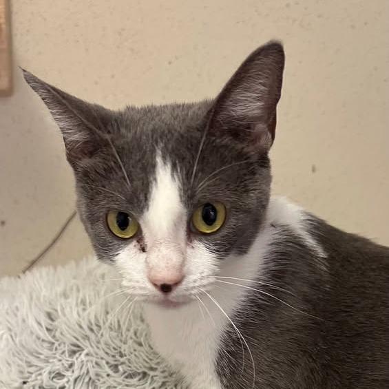 Gertrude, Adoptable, Adult Female Domestic Short Hair.