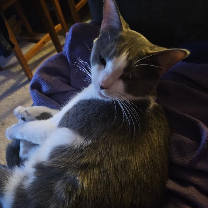 Enlarge Gertrude, a Adoptable Domestic Short Hair in Madison, WI image 2/6