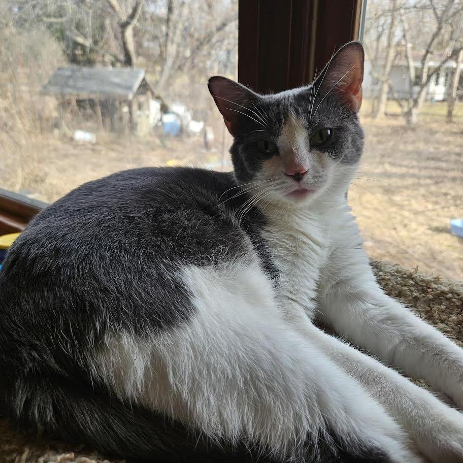 Enlarge Gertrude, a Adoptable Domestic Short Hair in Madison, WI image 3/6