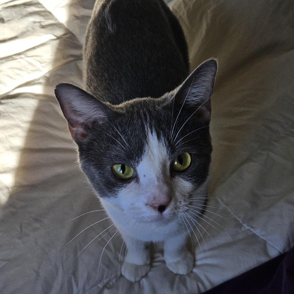 Enlarge Gertrude, a Adoptable Domestic Short Hair in Madison, WI image 3/3