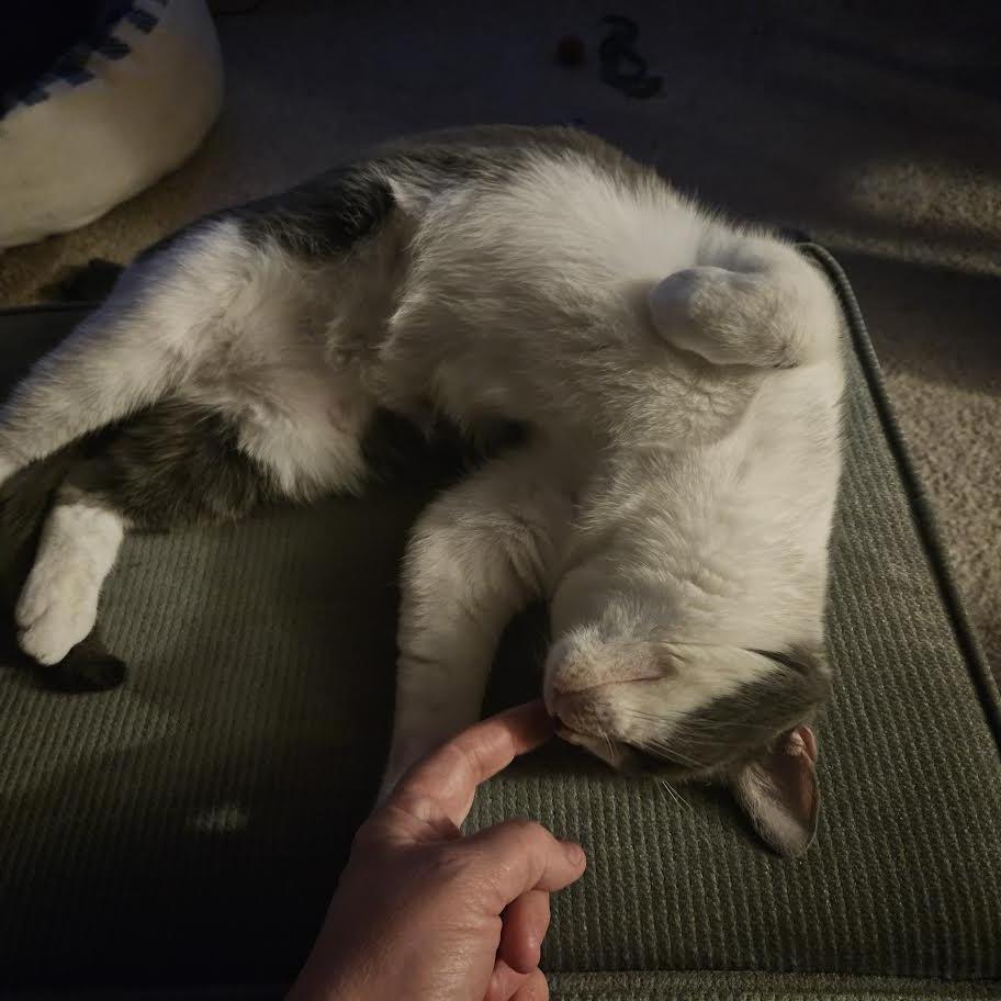 Enlarge Gertrude, a Adoptable Domestic Short Hair in Madison, WI image 6/6