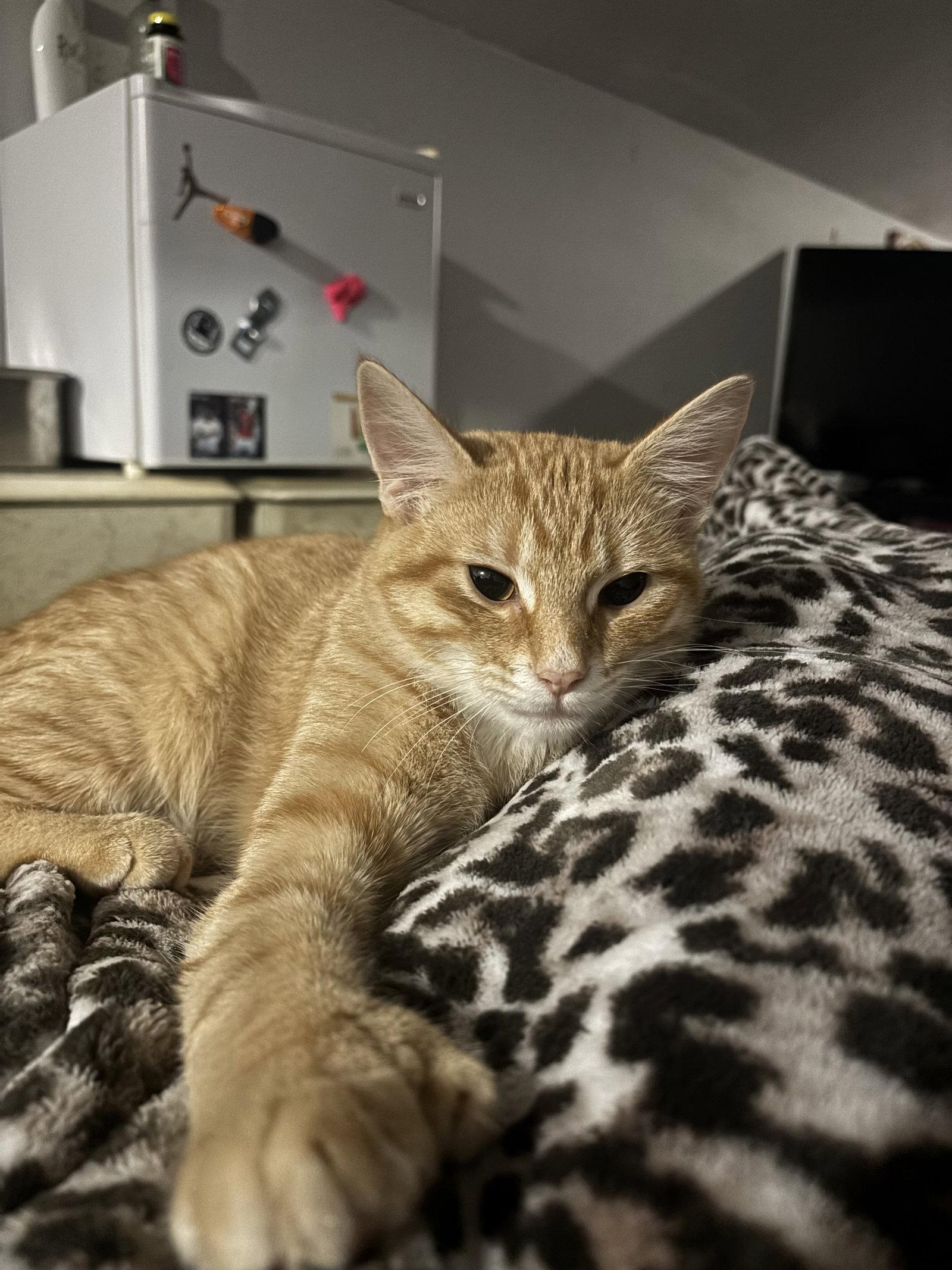 Chicken, Adoptable, Kitten Male Domestic Short Hair.