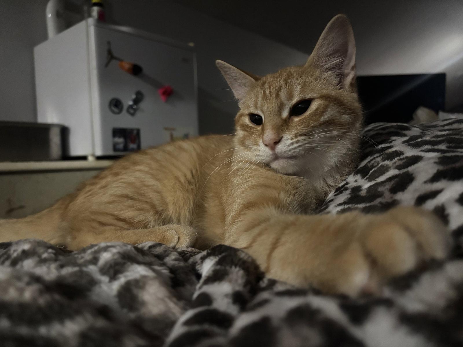 Enlarge Chicken, a Adoptable Domestic Short Hair in Strongsville, OH image 2/3
