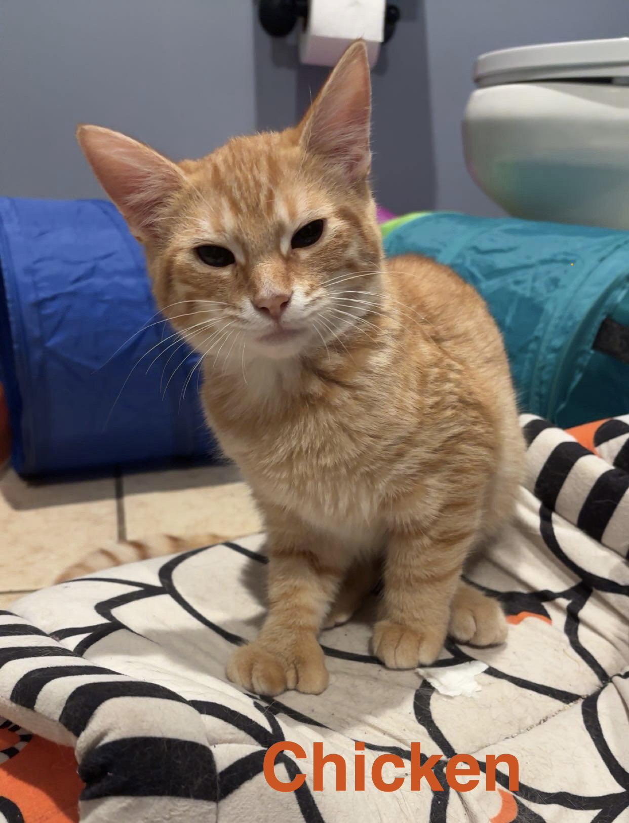 Enlarge Chicken, a Adoptable Domestic Short Hair in Strongsville, OH image 3/3
