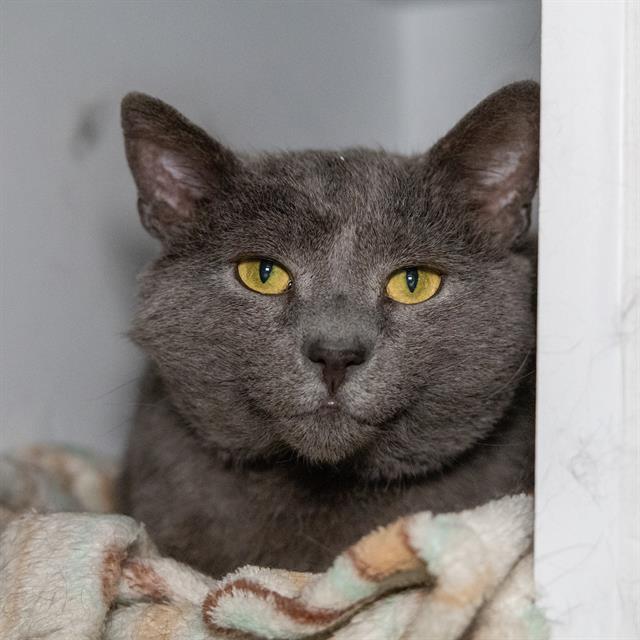 Enlarge CLAMS CASINO, a Adoptable Domestic Short Hair in Methuen, MA image 1/1