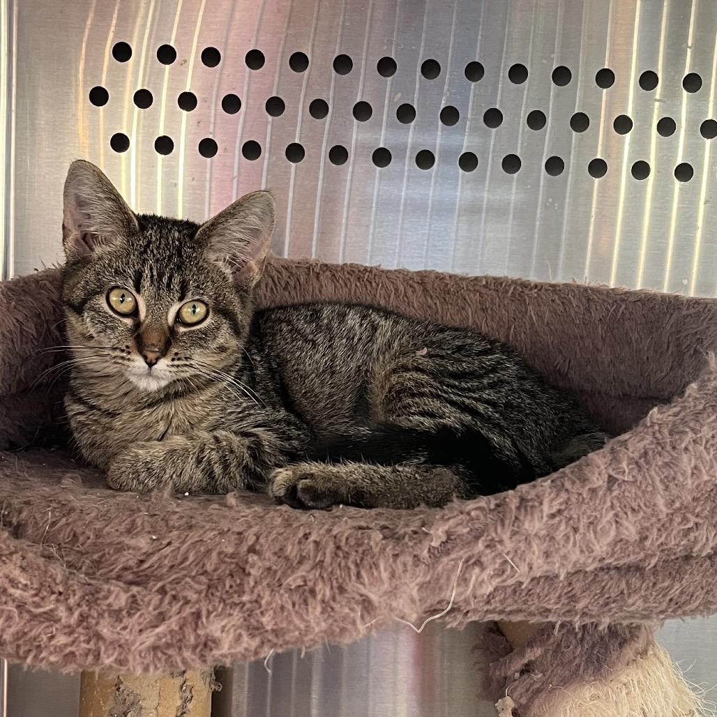 Billie, a Adoptable Domestic Short Hair in Pittsburg, KS image 1/3