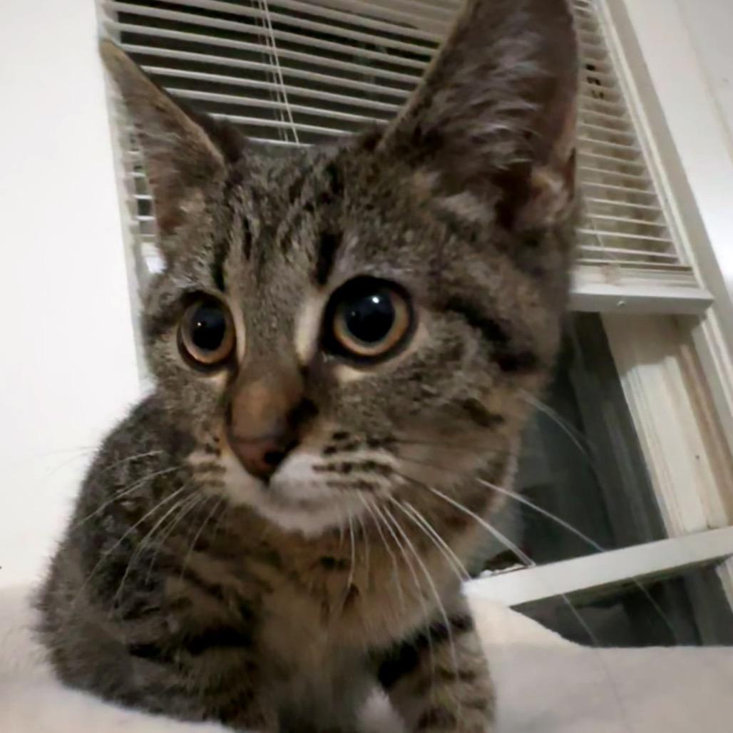 Billie, a Adoptable Domestic Short Hair in Pittsburg, KS image 2/3