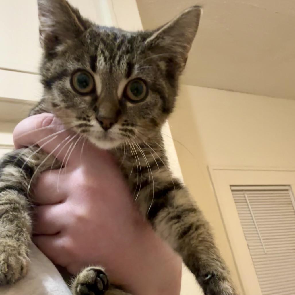 Billie, a Adoptable Domestic Short Hair in Pittsburg, KS image 3/3