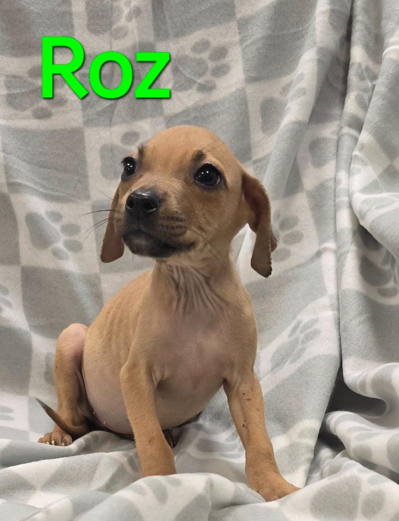 Roz photo