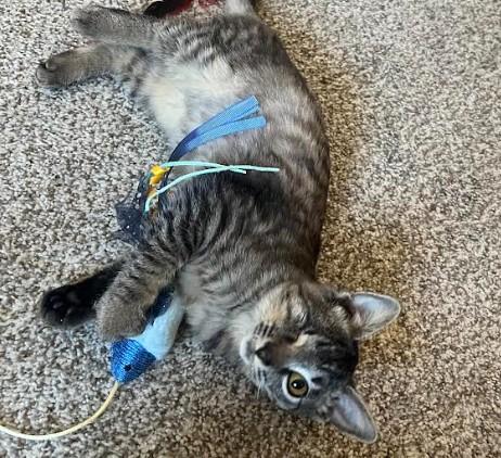 Leela B James * Pirate!