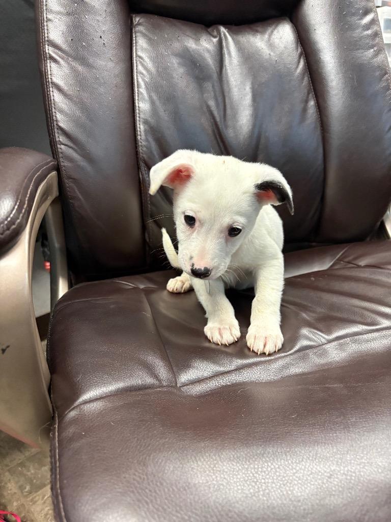 Snowflakes, Adoptable, Puppy Female Labrador Retriever & Cattle Dog.