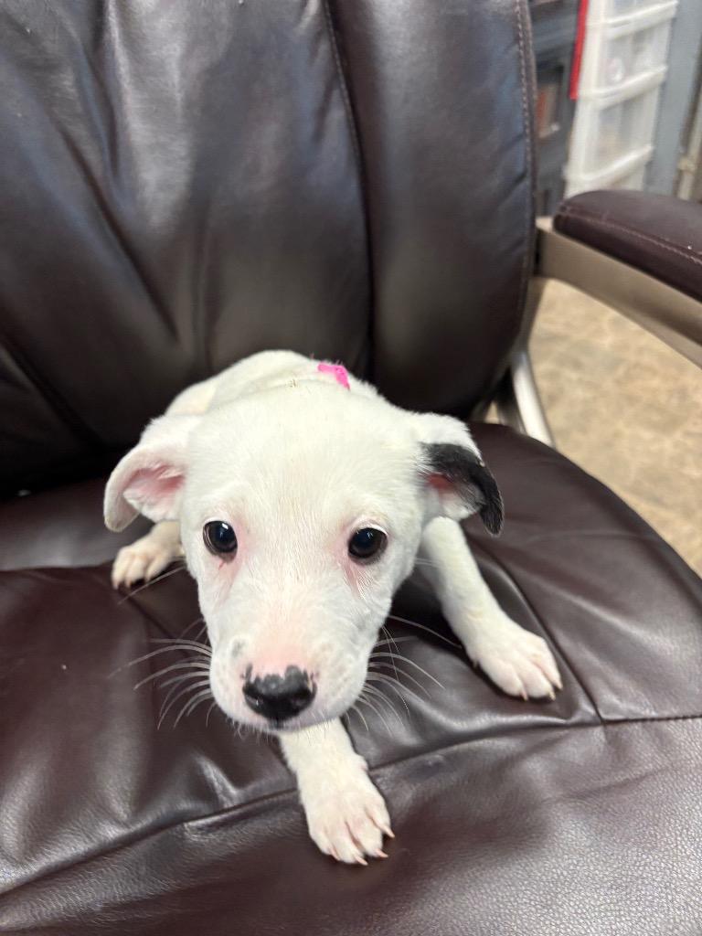 Snowflakes, a Adoptable mixed breed in Reno, NV image 2/2