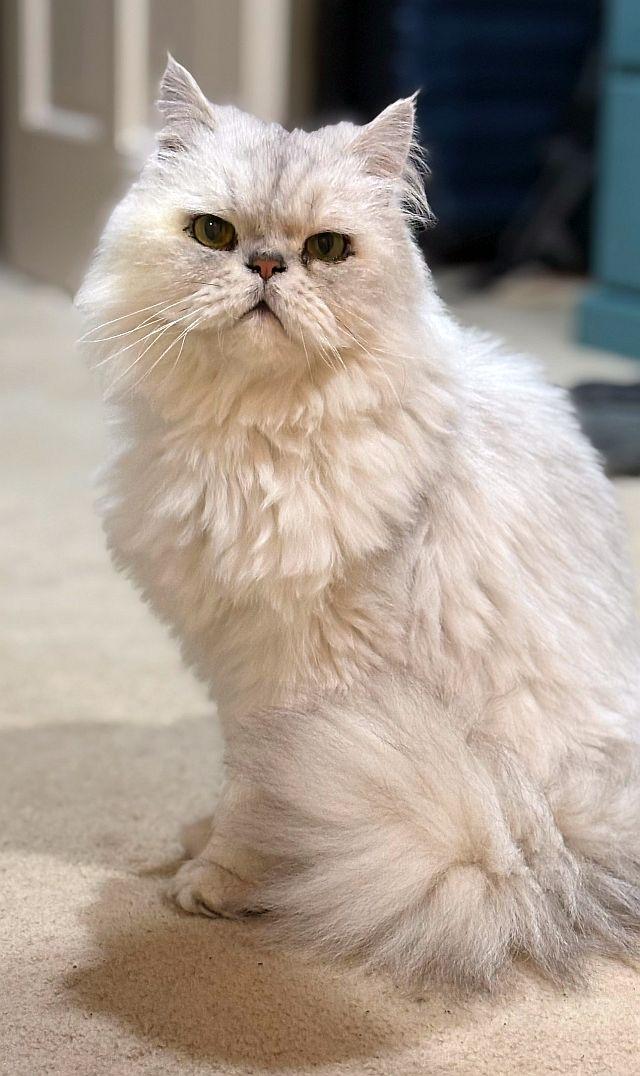 Enlarge FELIX, a Adoptable Persian in Powder Springs, GA image 1/1
