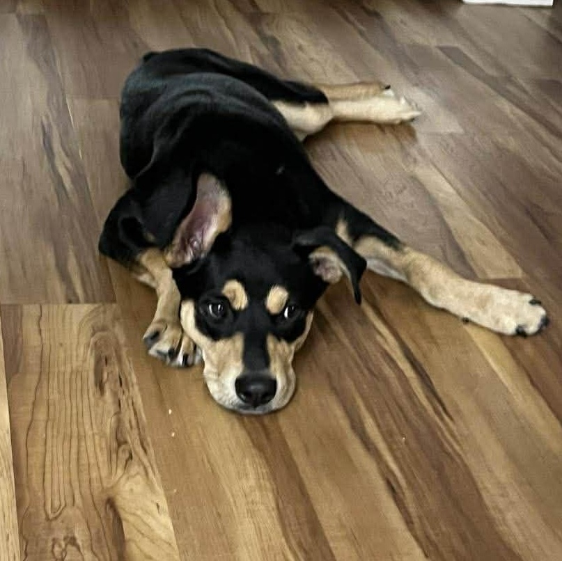 Enlarge Hank, a Adoptable mixed breed in Grand Rapids, MI image 4/6