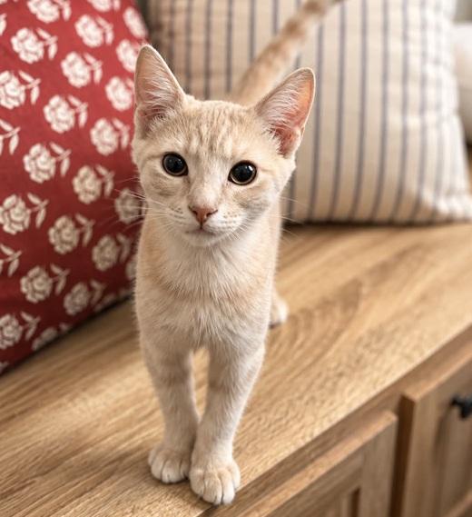 Jack, Adopted, Kitten Male Tabby.
