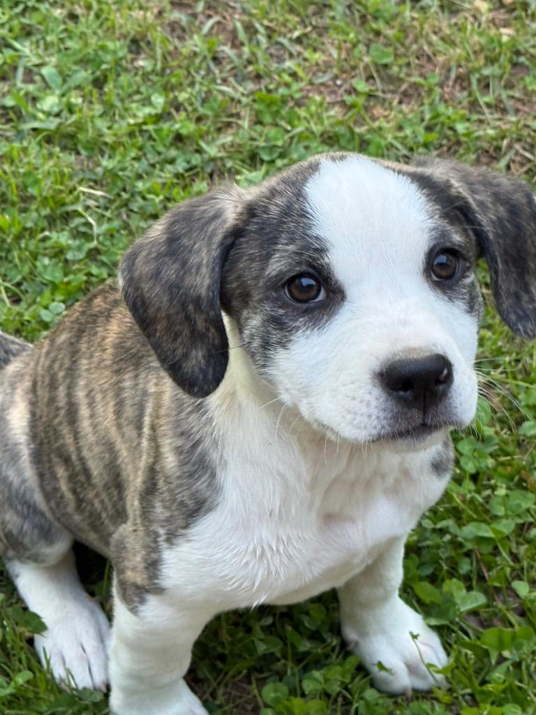 Enlarge Clover, a Adoptable Labrador Retriever in Newnan, GA image 1/5