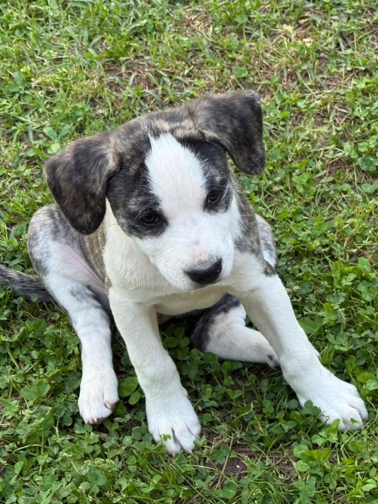 Enlarge Clover, a Adoptable Labrador Retriever in Newnan, GA image 2/5