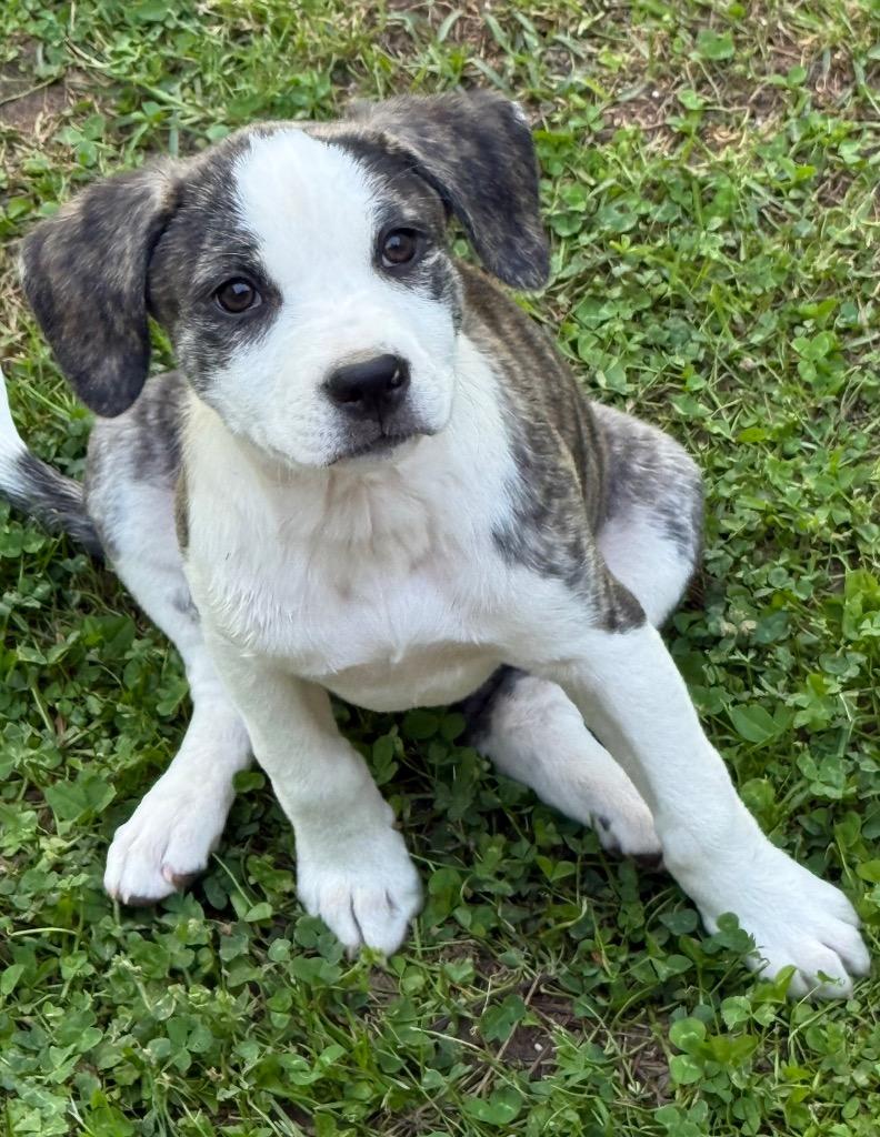 Enlarge Clover, a Adoptable Labrador Retriever in Newnan, GA image 3/5