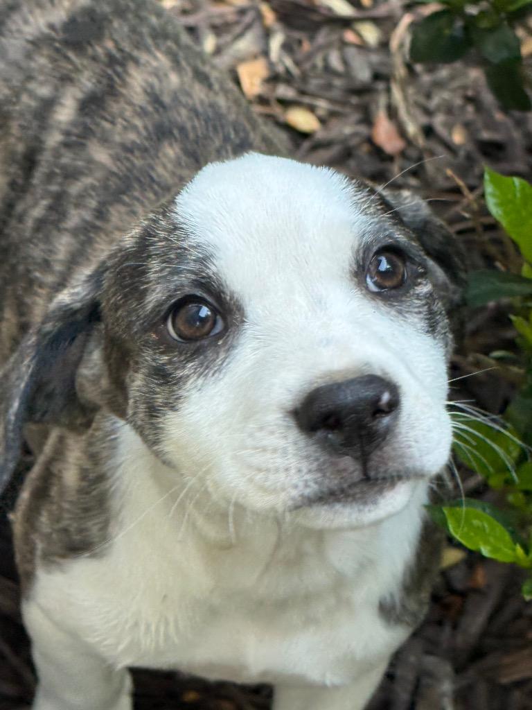 Enlarge Clover, a Adoptable Labrador Retriever in Newnan, GA image 4/5