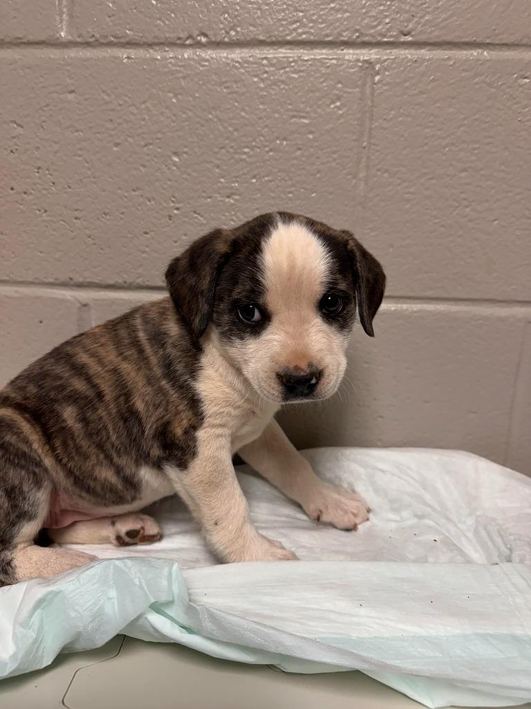 Enlarge Clover, a Adoptable Labrador Retriever in Newnan, GA image 5/5
