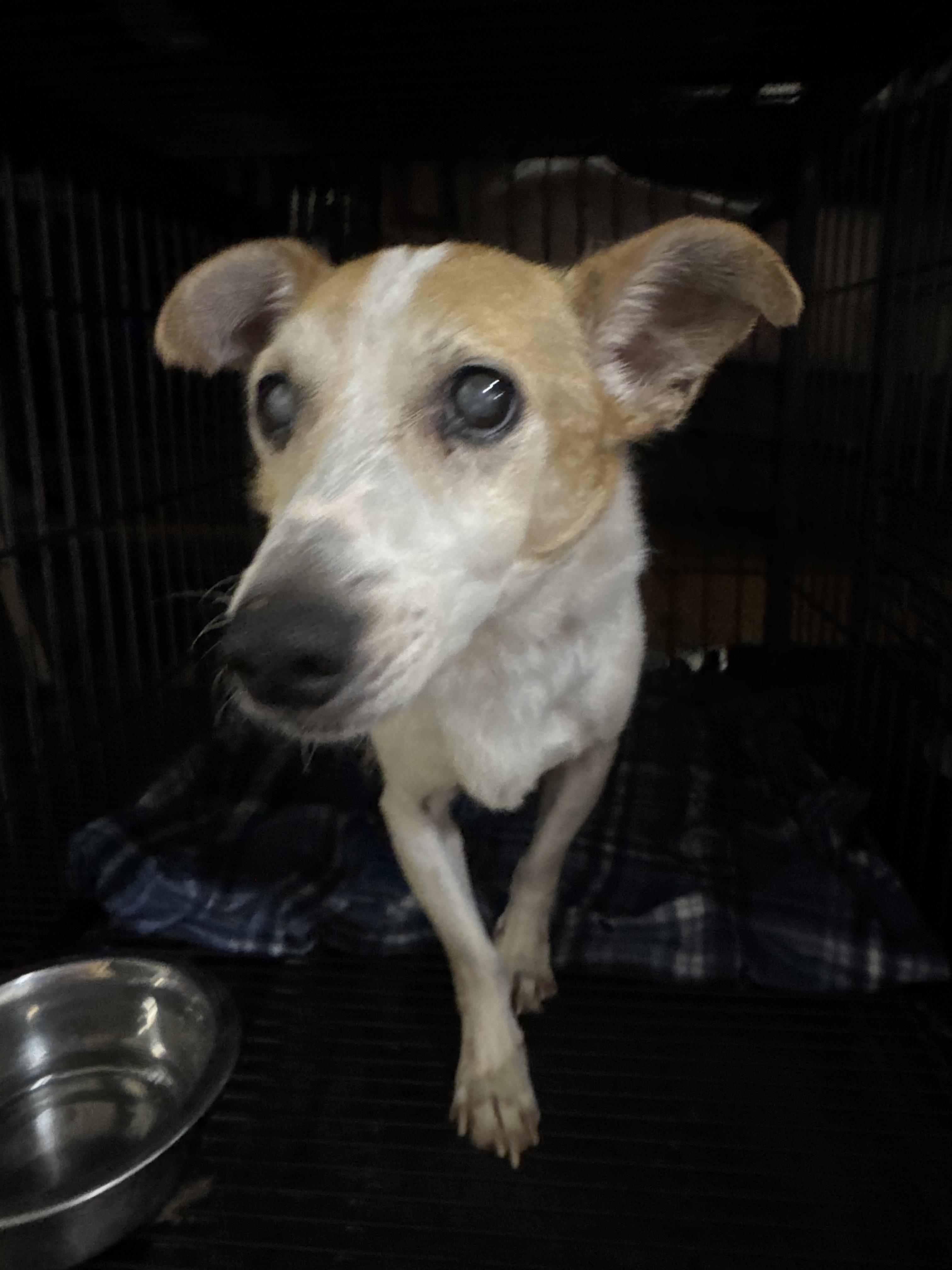 Enlarge Charlie, a Adoptable mixed breed in Lebanon, TN image 3/3