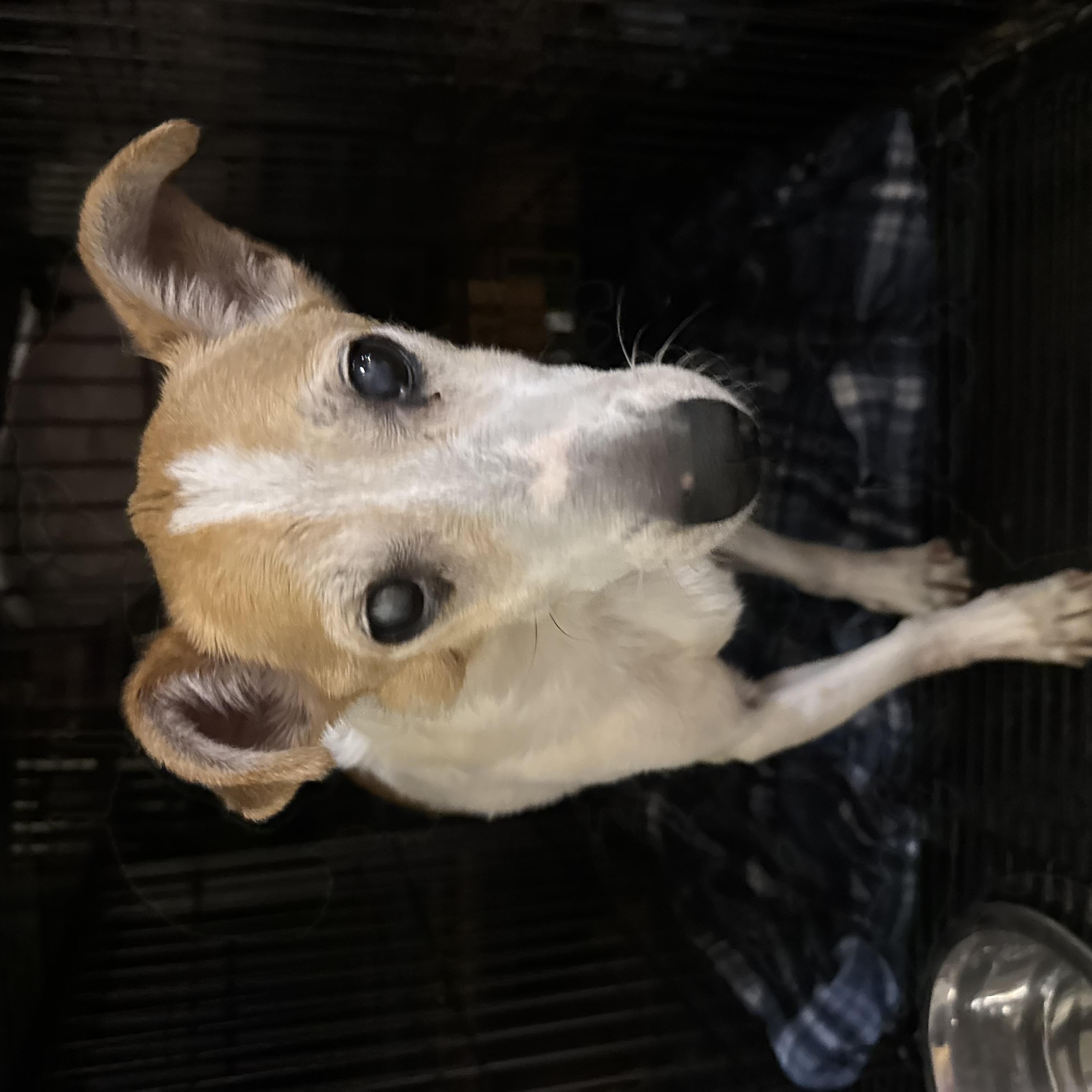 Enlarge Charlie, a Adoptable mixed breed in Lebanon, TN image 2/3