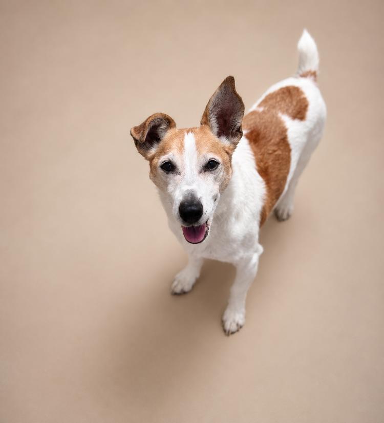 Enlarge Charlie, a Adoptable mixed breed in Lebanon, TN image 1/3