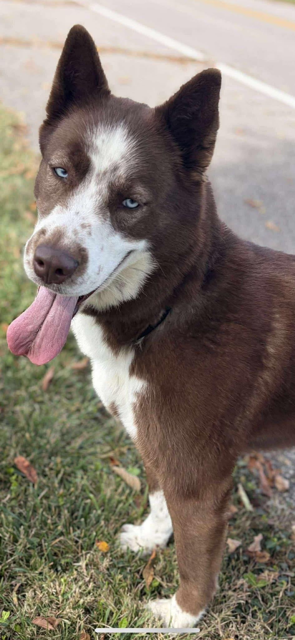Ross, a Adoptable Husky in Shelbyville, KY image 1/5
