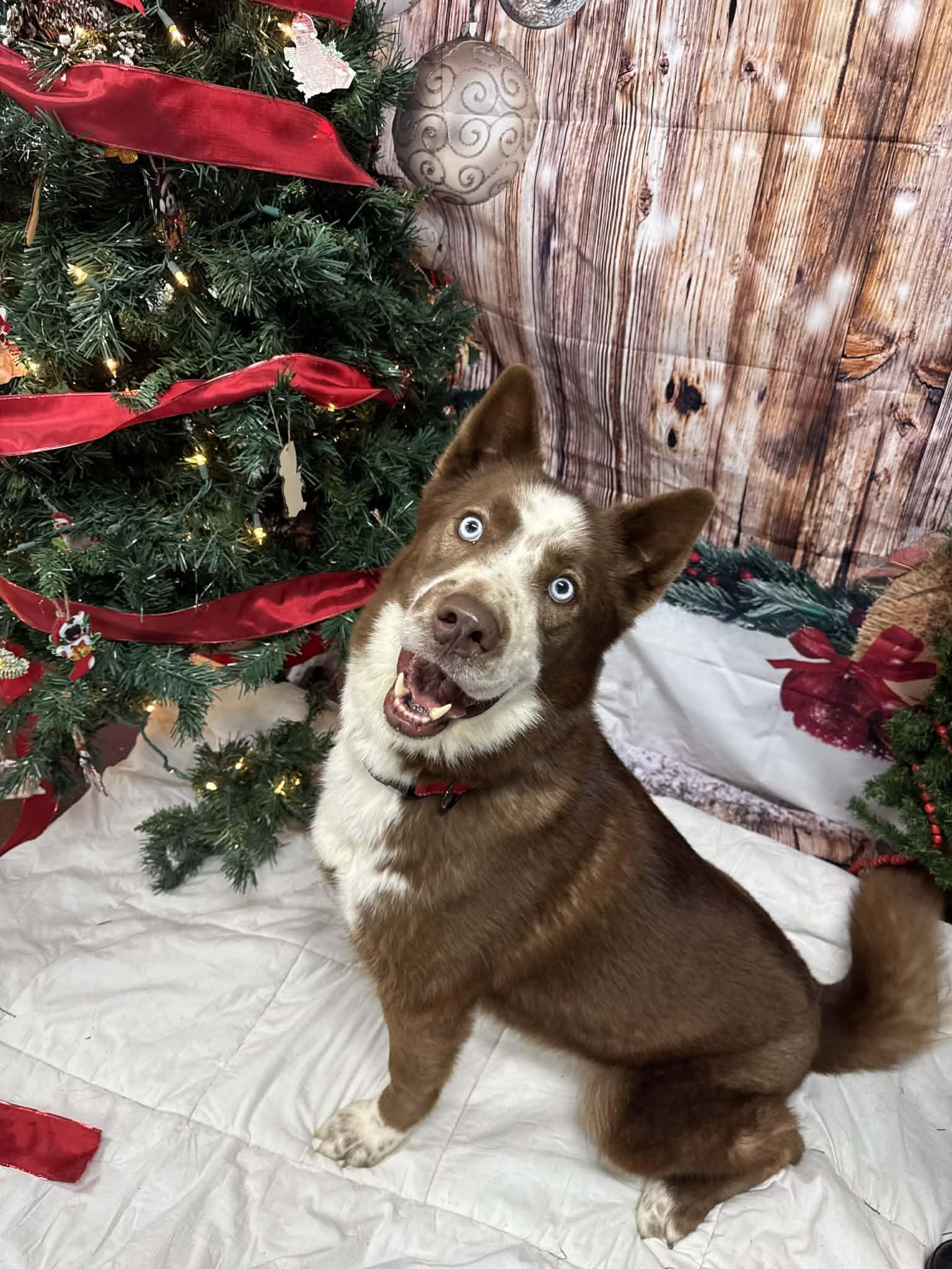 Ross, a Adoptable Husky in Shelbyville, KY image 2/5