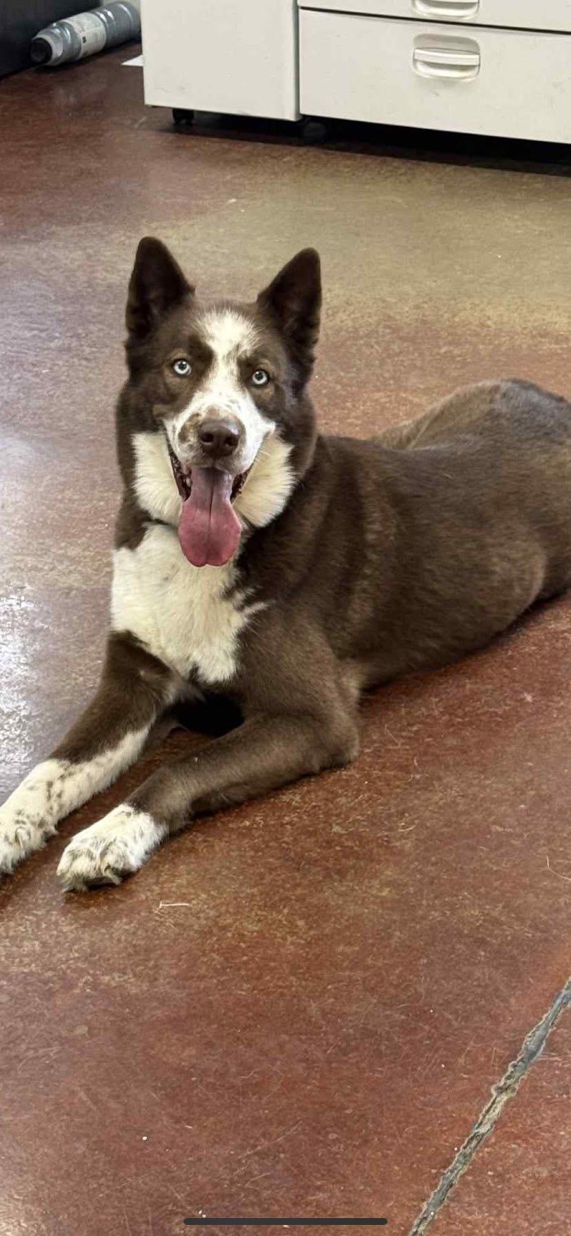 Ross, a Adoptable Husky in Shelbyville, KY image 3/5