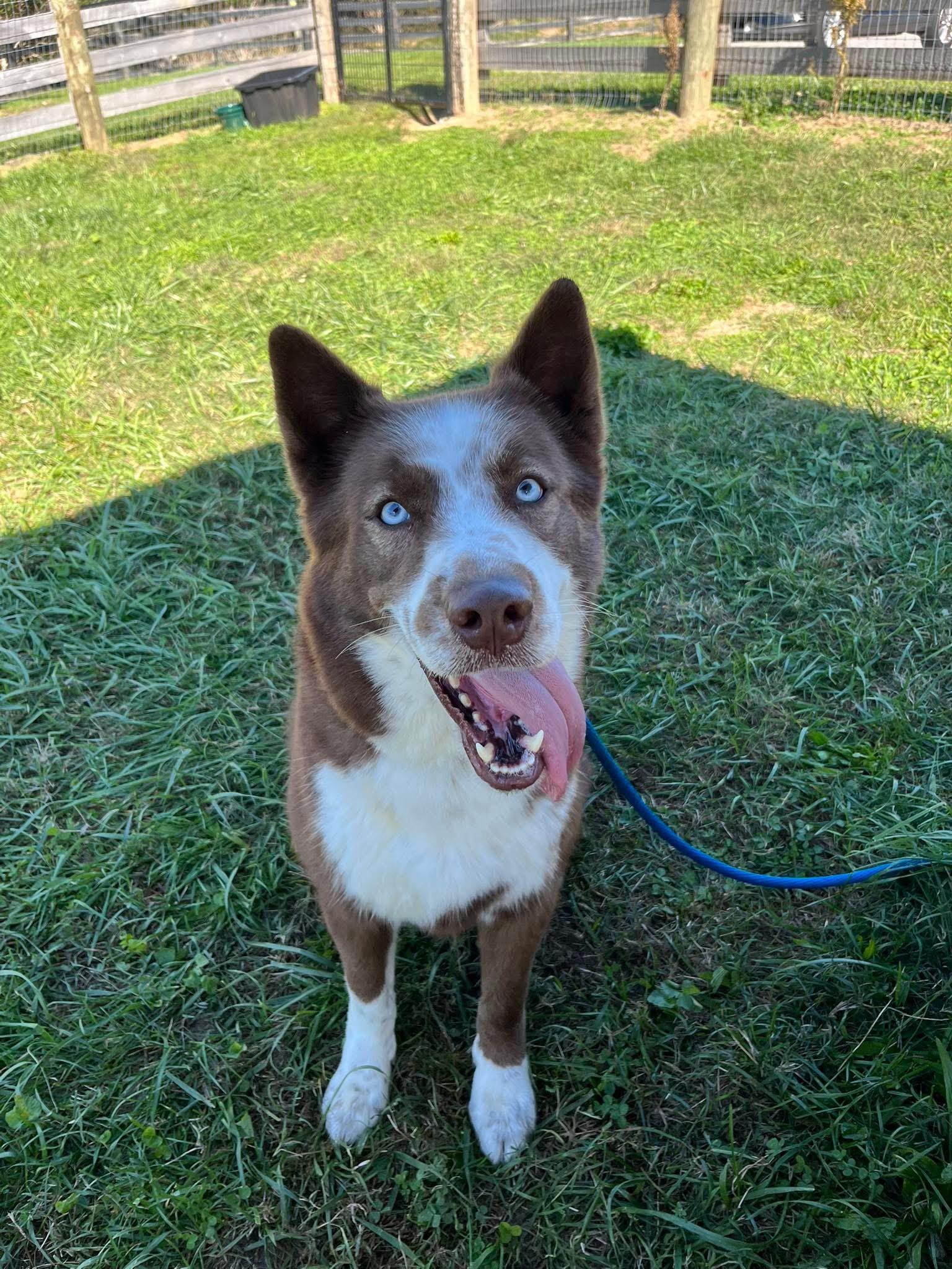 Ross, a Adoptable Husky in Shelbyville, KY image 4/5